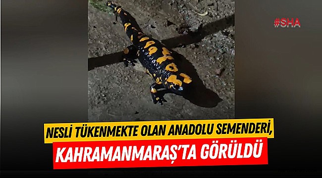 Nesli Tükenmekte Olan Anadolu Semenderi, Kahramanmaraş'ta Görüldü