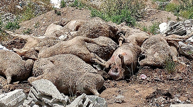 Kahramanmaraş'ta başıboş köpeklerin çiftlik saldırısı: onlarca küçükbaş hayvan telef oldu