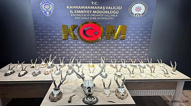 Kahramanmaraş’ta Karaca ve Geyik Trofesi Kaçakçılığı Operasyonu