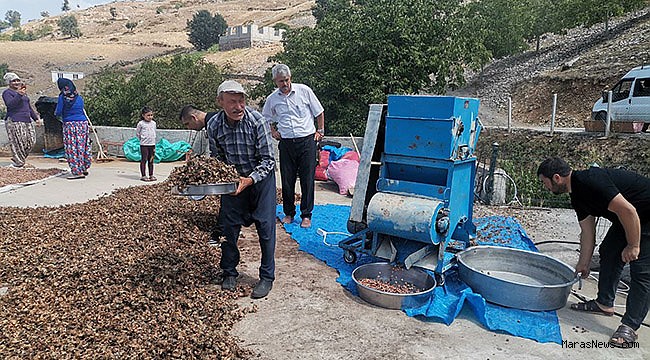 Kahramanmaraş’ta fındık köylülerin gelir kapısı oldu