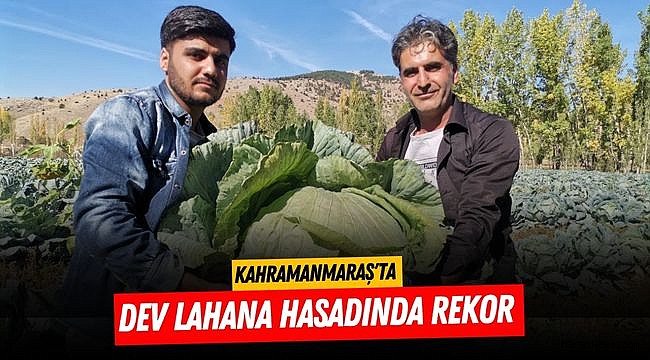 Kahramanmaraş'ta Dev Lahana Hasadında Rekor