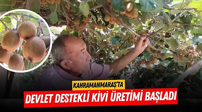 Kahramanmaraş’ta Devlet Destekli Kivi Üretimi Başladı